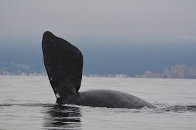Quand elle danse et qu'elle met son corps a jour, tel un oiseau, qui etend ses ailes pour s'envoler, alors je sens l'enfer s'ouvrir sous mes pieds. Plus Que 356 Baleines Noires De L Atlantique Nord Encore En Vie Baleines En Direct