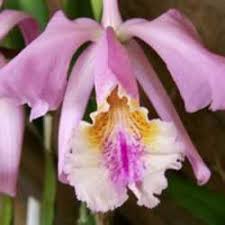 Image result for Scadoxus pole-evansii