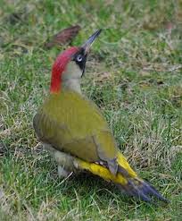 18 jardin du pic vert code promo sur jardindupicvert.com en janvier 2021 et économiser jusqu'à 50%. Epingle Par Beverley Drury Sur Oiseaux Oiseaux Des Jardins Oiseau Pic Pic Vert