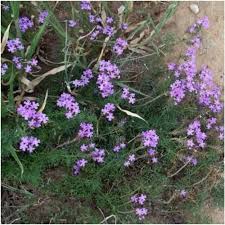 Image result for Verbena × teasii