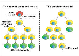 But, where did the anglo saxons originally come from? Cancer Stem Cells Theory Eurostemcell Research
