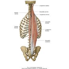 Low back pain can limit many activities and reduce the quality of life. 5 Steps To Release The Erector Spinae Balance Organ Function Yoga Medicine