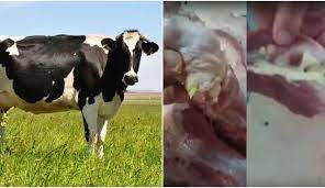 O que é o mal da vaca louca? Escola De Veterinaria