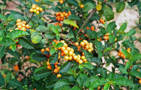 Image result for Solanum sp. B