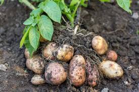 When i first started growing vegetables, i planted potatoes the most common way i read about: How Far Apart Do You Plant Potatoes In The Garden Upgraded Home