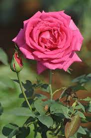 Select images for computers, including laptops and other mobile devices such as tablets, smart phones and mobile phones, and even wallpapers for game consoles. Gulab Ka Phool Hd Wallpaper Check Out Gulab Ka Phool Hd Rose Flower Photos Rose Flower Pictures Hd Flower Wallpaper