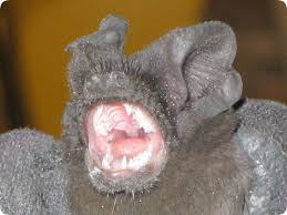 If bats are your pests, then you need them safely excluded, or removed, from the building they are living in. Pest Control How To Get Rid Of Bats