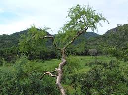 Image result for Euphorbia guerichiana