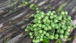 Turkey berry: A natural remedy for various ailments | வாய்ப்புண் - குரல்  அடைப்பை சரி செய்யும் சுண்டைக்காய்..! மகத்துவமான மருத்துவ பயன்கள் | Health  News in Tamil