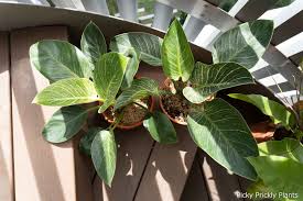 How to care for a philodendron birkin. Complete Philodendron Birkin Care Guide Picky Prickly Plants