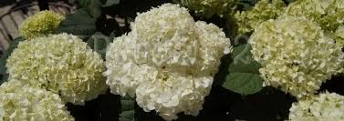 Flowers open green, then mature to white before fading to green again. Smooth Hydrangea Wild Hydrangea Sevenbark Hydrangea Arborescens Incrediball