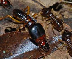 When you obtain bugs in your house, you'll need to go down everything and also call a pest control service quickly. Termites Sydney S Best Pest Control