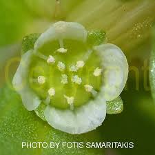 Image result for Elatine