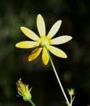 Image result for Bidens kilimandscharica