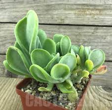 Image result for kalanchoe thyrsiflora