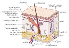 Posted on january 20, 2015 by admin. Integumentary System Wikipedia