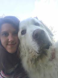 Reunited!! Somerset: LOST dog. White Pyrenees named Ghost. He was last seen 