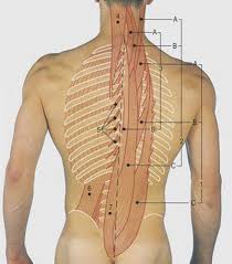 The rib cage also anchors the bones of the head, neck, shoulders, and arms to the. Back Surface Anatomy 4 Edition