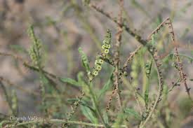 Image result for Heliotropium zeylanicum