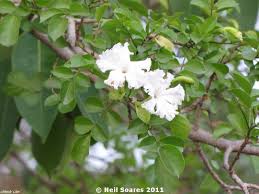 Image result for Dolichandrone alba