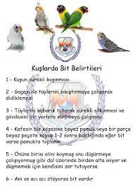 kuslarda bit muhabbet kusu uretimi ve bilgilendirme facebook