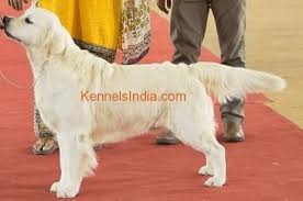 Find the perfect golden retriever puppy for sale in indiana, in at puppyfind.com. Appealing Pure English Golden Retriever Available In Bangalore