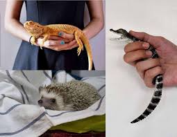 Particular exotic pets are much more risky, unachievable to manage, and may escape. Meet Some Of Hdb S Exotic And Illegal Tenants Singapore News Top Stories The Straits Times