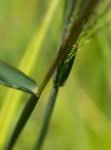 Image result for Digitaria remotigluma