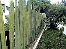 Cactus plants thrive in soil that's well aerated and fast draining. Cactus Fence Wikipedia