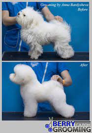 novosti dog grooming salons dog grooming business dog haircuts
