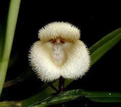 Monkey Face Orchid: The Story Behind ...