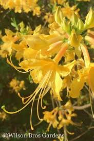 Admiral Semmes Native Azalea Rhododendron Azaleas Garden Online Rhododendron
