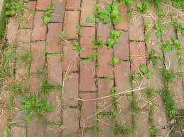 Keep your lawn thick and. Diy Weed Killer How To Kill Weeds Naturally Hgtv
