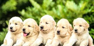 They were whelped almost seven weeks ago. 10 Best Golden Retriever Breeders In Ohio Legit Only