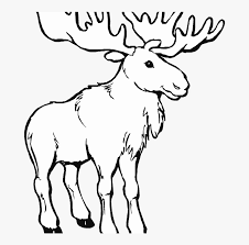 Animal coloring pages by national geographic for kids coloring pages are fun for children of all ages and are a great educational tool that helps children develop fine motor skills, creativity and color recognition! Transparent Moose Clipart Black And White Maine Moose Coloring Page Hd Png Download Transparent Png Image Pngitem