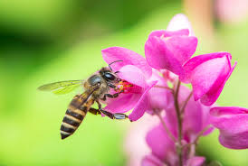 Bees are attracted to yellow, blue, and purple flowers with a sweet, fresh scent. 815 Symbiosis Relationship Photos Free Royalty Free Stock Photos From Dreamstime