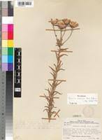 Image result for Vernonia bainesii