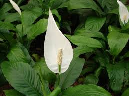 Mudas Ornamentais e Arbustos - Frutabella