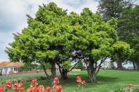 Image result for Podocarpus