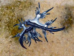 Um molusco azul e bem pequeno, conhecido como dragão azul (glaucus atlanticus), foi flagrado em uma praia de bertioga, no litoral de são . Dragao Azul Do Mar Veja Informacoes E Curiosidades Do Molusco Guia Animal