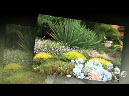Check spelling or type a new query. Coleonema Garden Plants Youtube