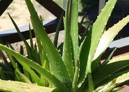 Look through examples of lidah buaya translation in sentences, listen to pronunciation and learn grammar. Aloe Vera Aloe Vera Plants Kew