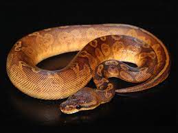 Sunset Ball Python Ball Python Pet Snake Snake Lovers