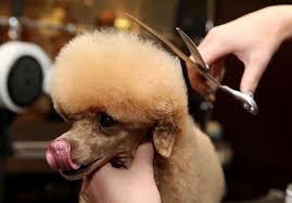 Please stop by tuesday through saturday with your dog and talk with any one of our 6 groomers who have a combined 60 years in the grooming industry, about scheduling an appointment. Up Your Grooming Game With Pet Spas Handbook Catdogfish