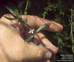 Image result for Diodia flavescens