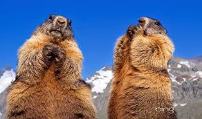 Groundhogs Marmot Animals Crazy Cats