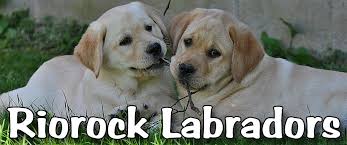 Breeder of labrador retrievers in turner, maine, featuring chocolate, yellow, and black lab. Riorock Labrador Retrievers Breeders New England New Hampshire East Coast Area Northeast Formerly Colorado Blac Labrador Breeders Labrador Yellow Lab Puppies