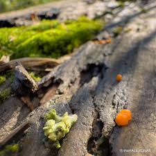 Image result for Dacryotrichia