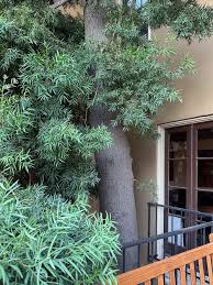 Image result for Afrocarpus falcatus