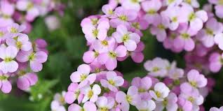 Image result for Arabis